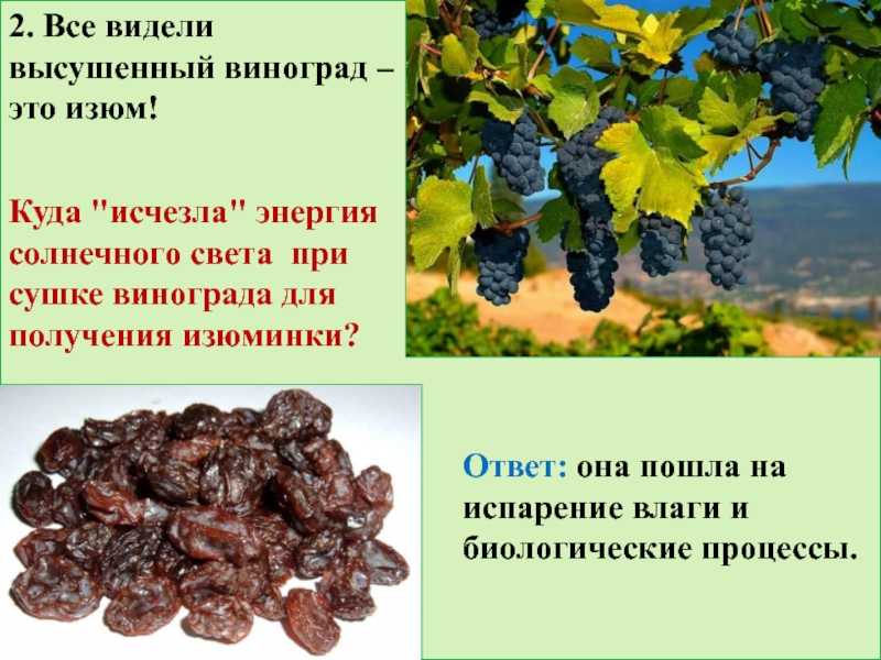 Сонник изюм  приснился, к чему снится изюм во сне видеть?