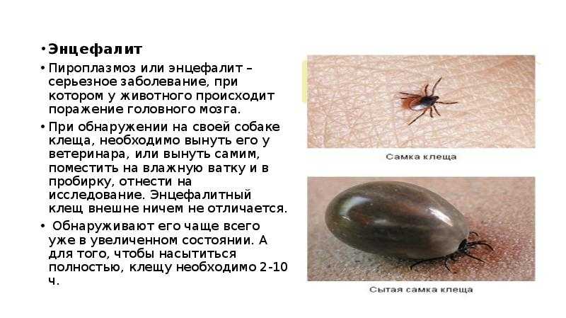К чему снится  муха во сне — по 90 сонникам! если видишь во сне муха что значит?