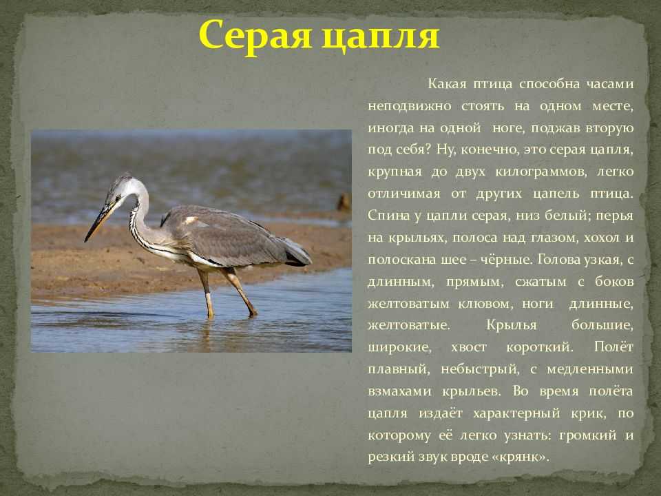Сонник цапля к чему снится во сне цапля? - послесна.ру