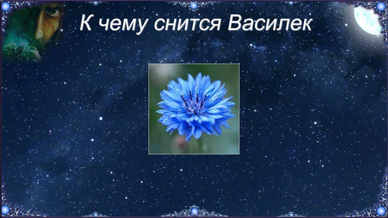 К чему снится васильки. видеть во сне васильки - сонник дома солнца