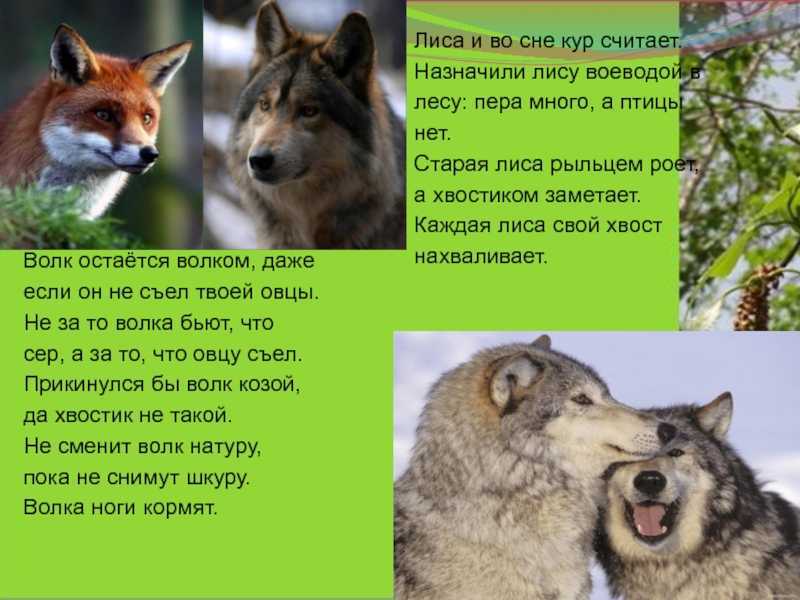 Как трактовать сон об овцах — 40 значений