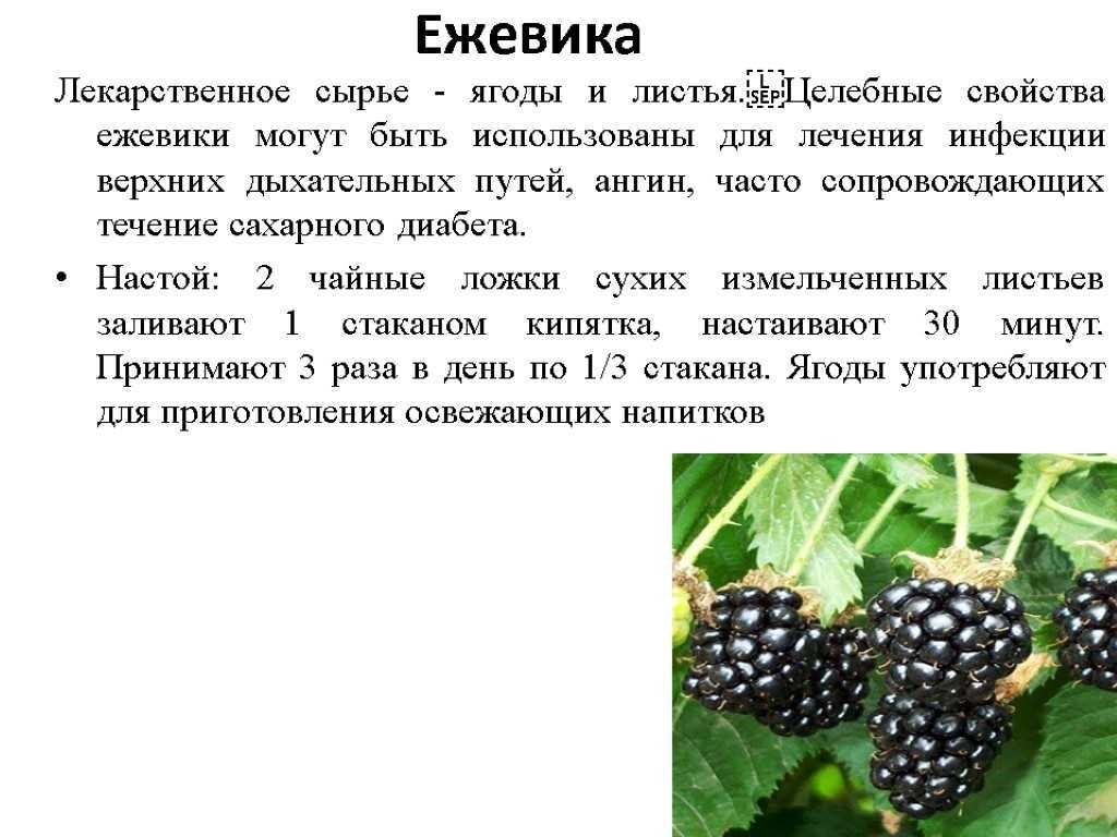 Сонник шелковица: к чему снится и что означает сон про шелковицу