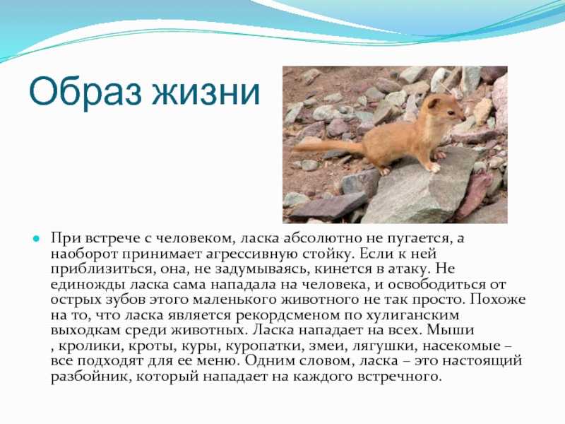 Чужая кошка пришла в дом: примета, к чему, по месяцам, зачем приходят, что делать, основные причины, можно оставить себе, как назвать незваного гостя на удачу, что означают цвета котов