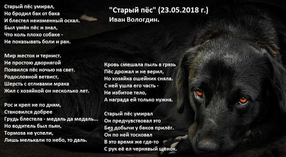 Сонник: к чему снится давно умершая собака живой своему хозяину во сне?