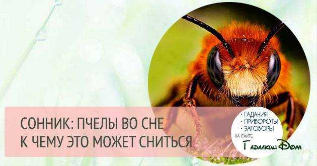 Сонник пчелы сели на меня. к чему снится пчелы сели на меня видеть во сне - сонник дома солнца