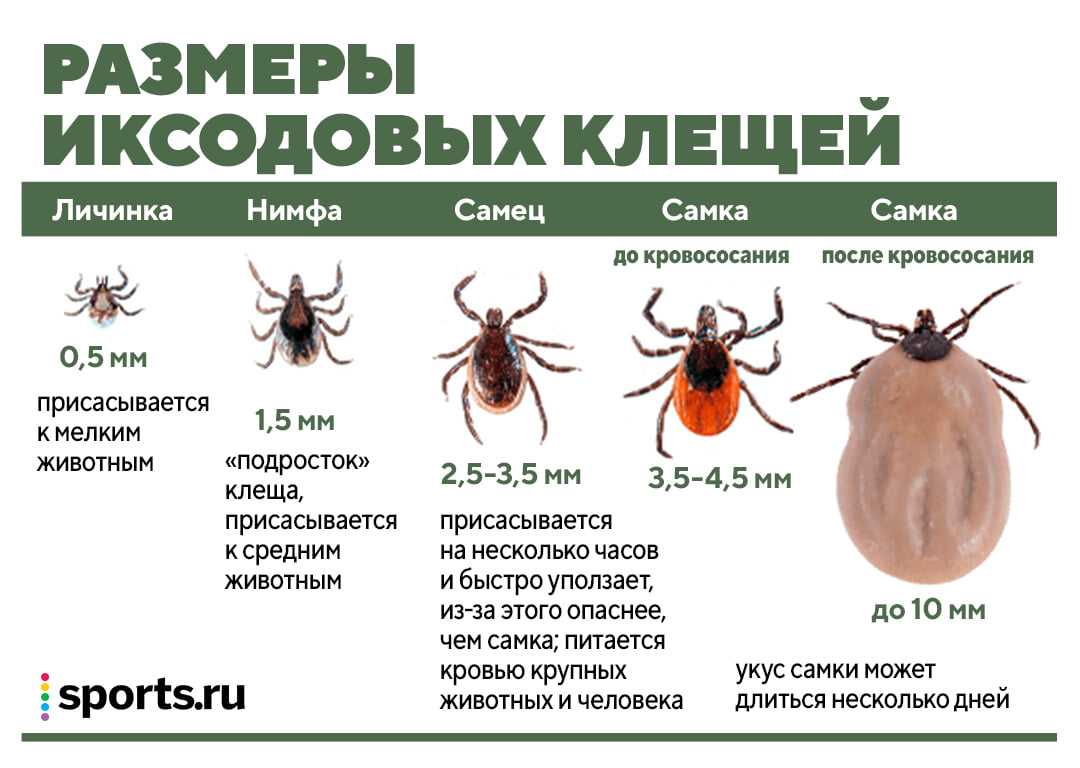 К чему снится  говно во сне — по 90 сонникам! если видишь во сне говно что значит?