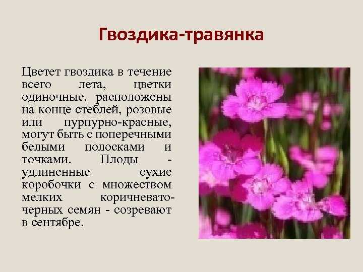 К чему снится гвоздика?