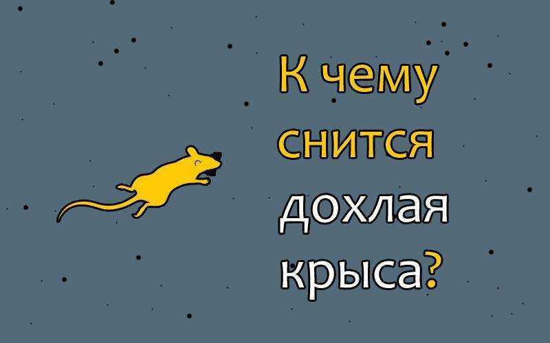 Крысята приснились — сонник