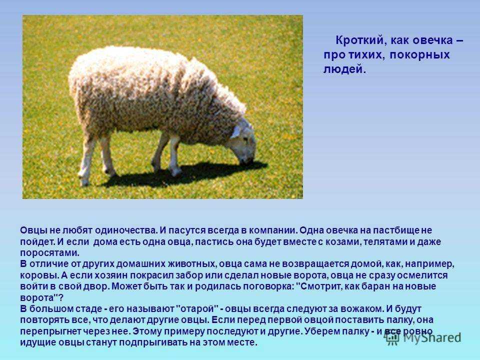 К чему снится  баран во сне — по 90 сонникам! если видишь во сне баран что значит?