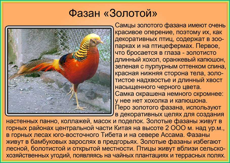 К чему снится фазаны