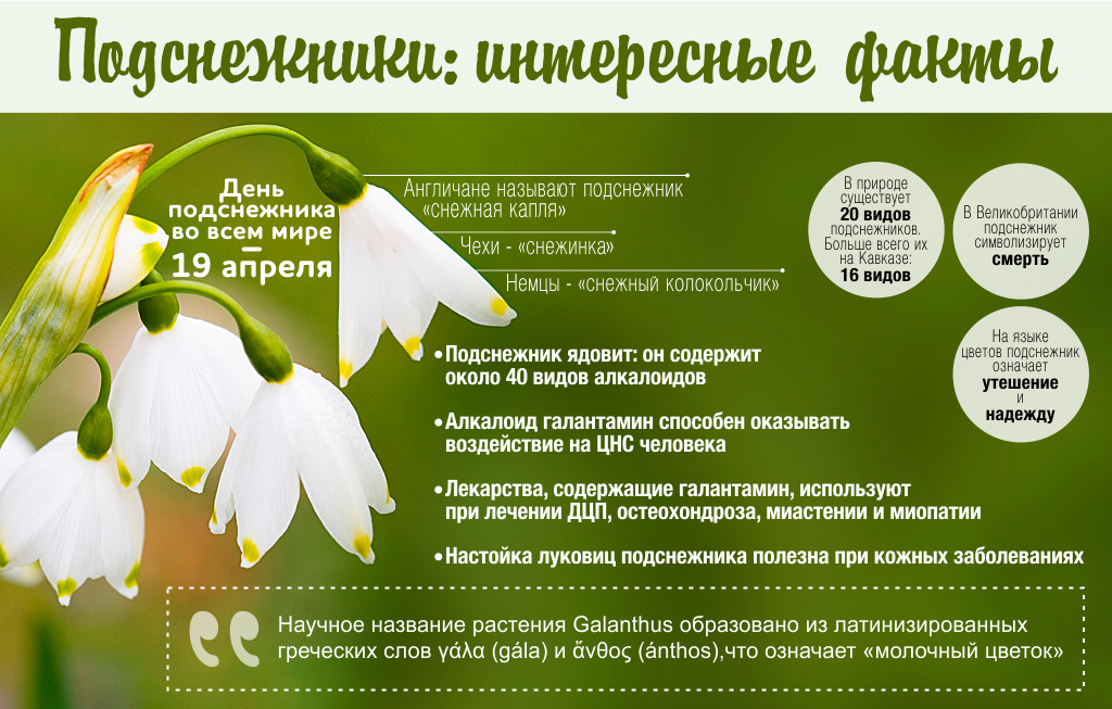 Сонник красный подснежник. к чему снится красный подснежник видеть во сне - сонник дома солнца