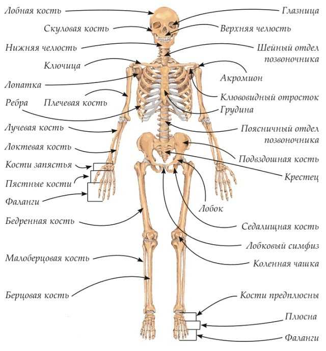 К чему снится приснился живой скелет человека, приснился живой скелет человека во сне
