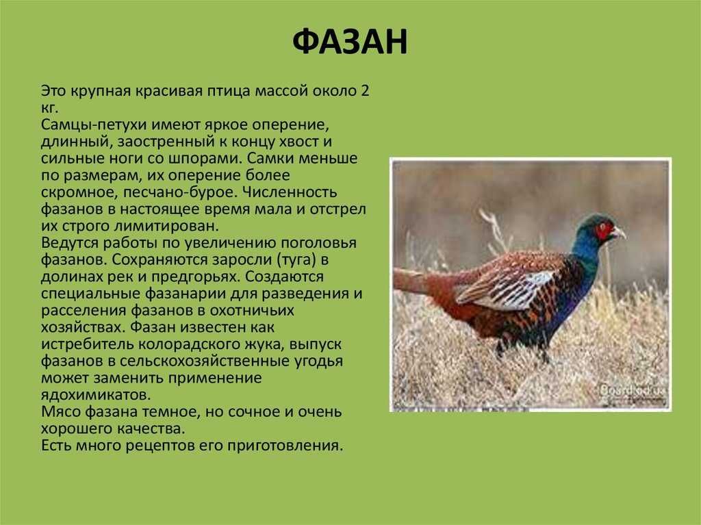 К чему снится фазан. видеть во сне фазан - сонник дома солнца