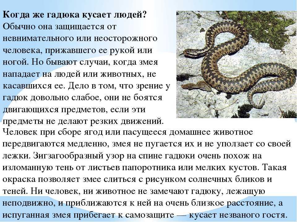 К чему снится змея?