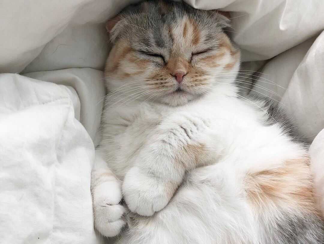 К чему снится котенок