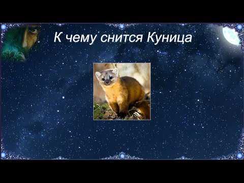 Сонник куница. к чему снится, что означает сон, в котором приснилось куница