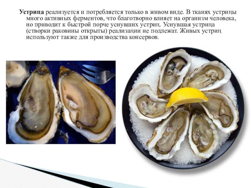 К чему снится устрицы, приснилась  устрицы, видеть во сне устрицы -  сонник приснилось
