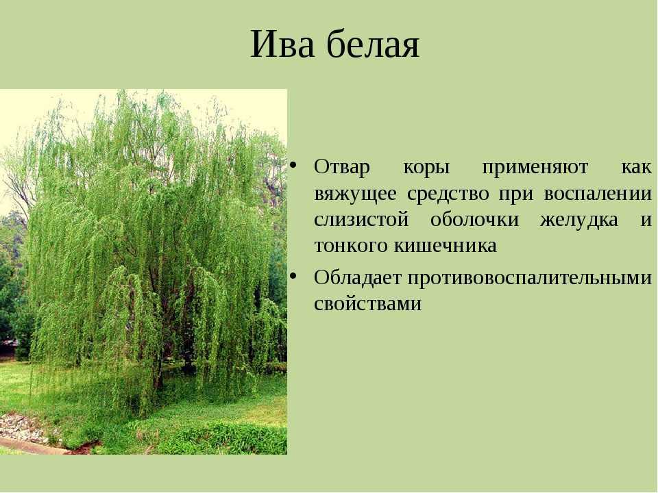 К чему снится ива: толкование в различных сонниках - церковь святого великомученика георгия победоносца