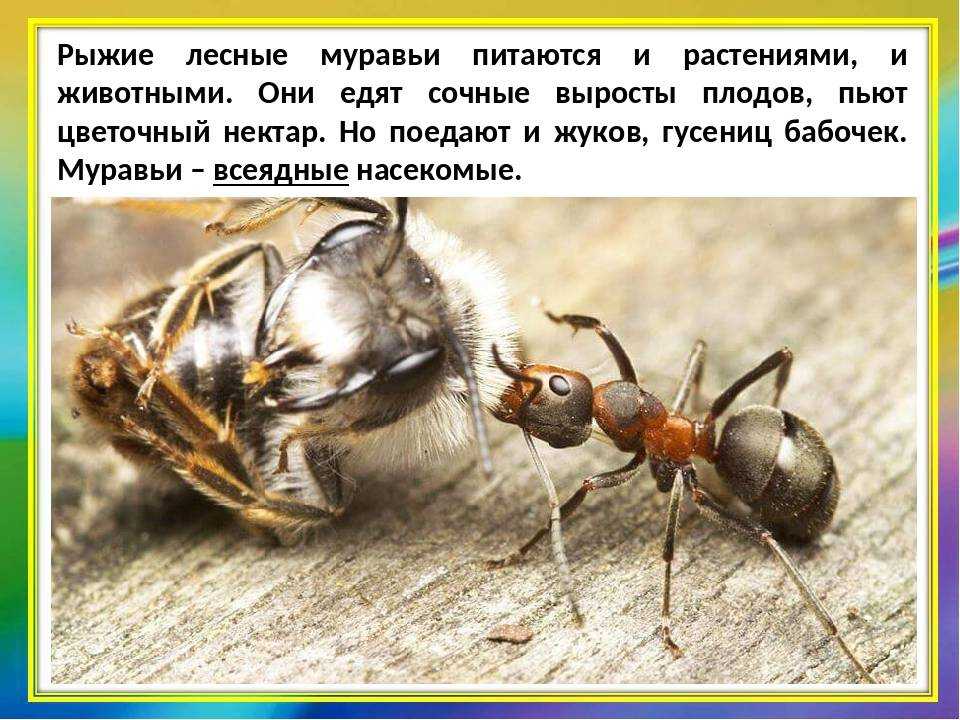 К чему снится муравей? сонник муравьи во сне.