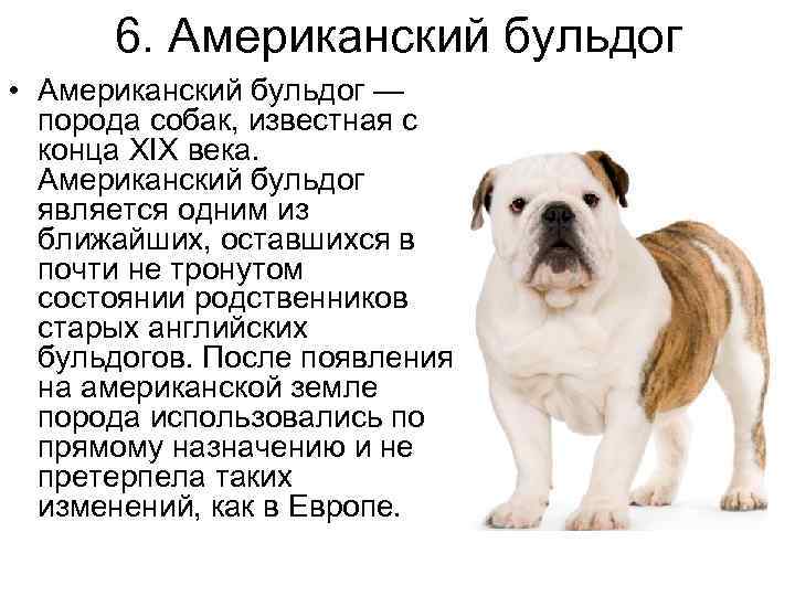 К чему снится бульдог