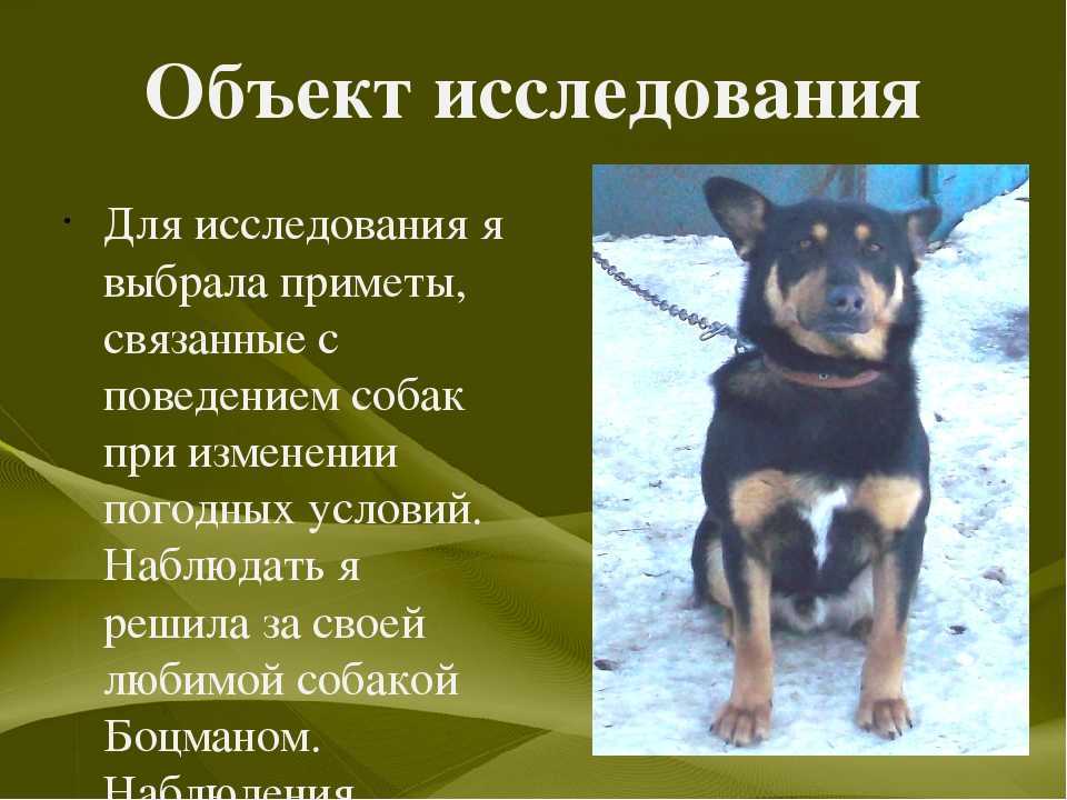 Собака возле двери что это за примета