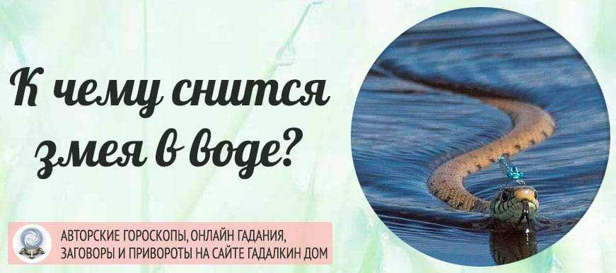 Желтый питон змея
