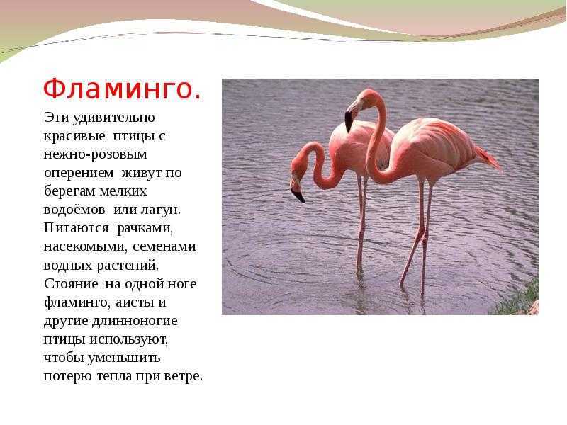 К чему снится фламинго — толкование сна