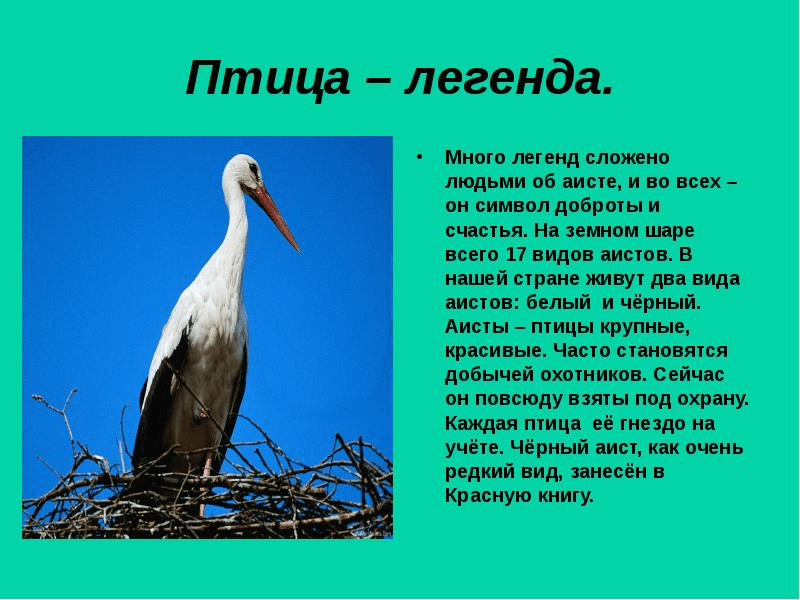 К чему снится цапля женщине или мужчине — толкование сна по сонникам