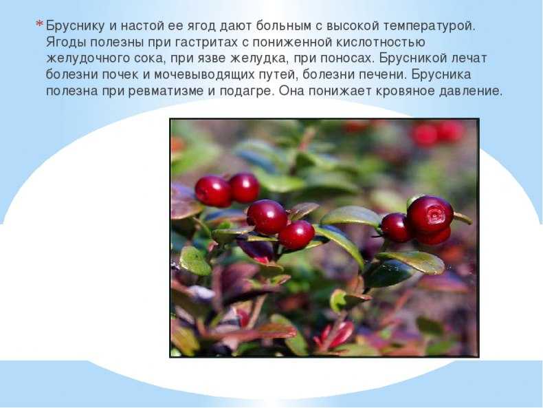 Сонник брусника к чему снится во сне брусника? - послесна.ру