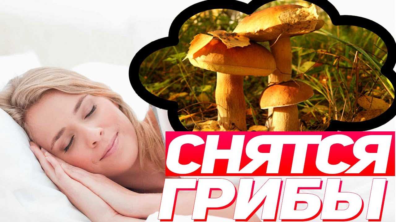 Сонник мухомор к чему снится во сне мухомор?
