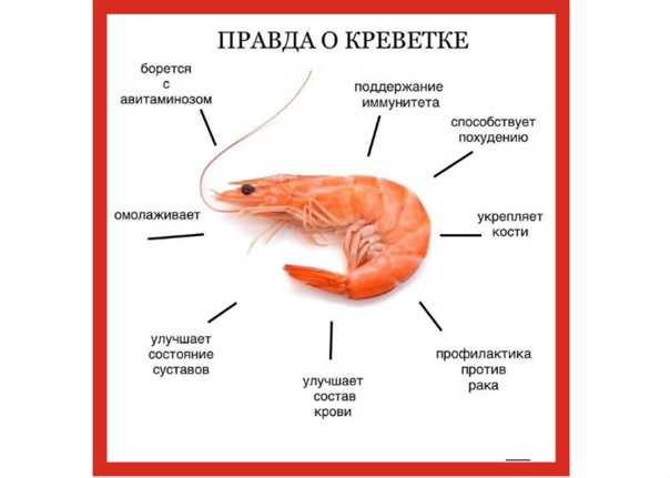 Сон креветки вареные видеть женщине. значение сна: креветки