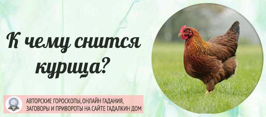 К чему снится черная курица? сонник: черная курица живая, кормить черную курицу, ловить черную курицу - tolksnov.ru