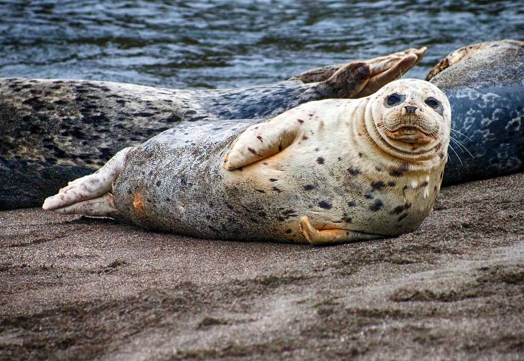 К чему снится морж. к чему снится морж
