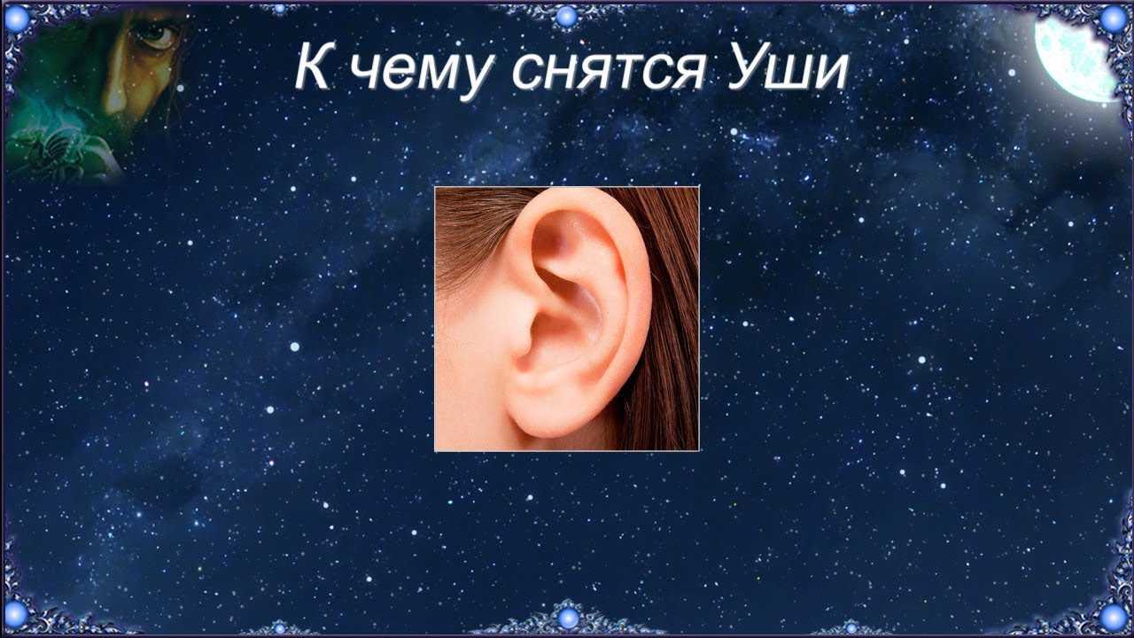 Сонник - вши, к чему снятся вши во сне приснились