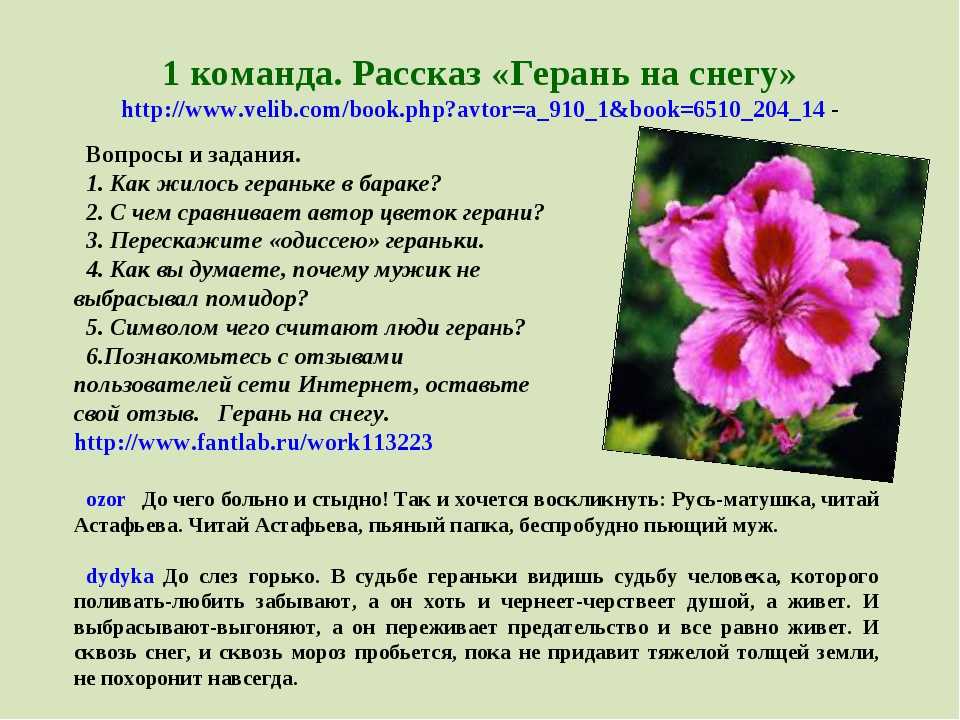 Сонник герань к чему снится герань во сне?