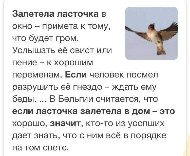 К чему снится помет птиц или мышей — толкование по сонникам