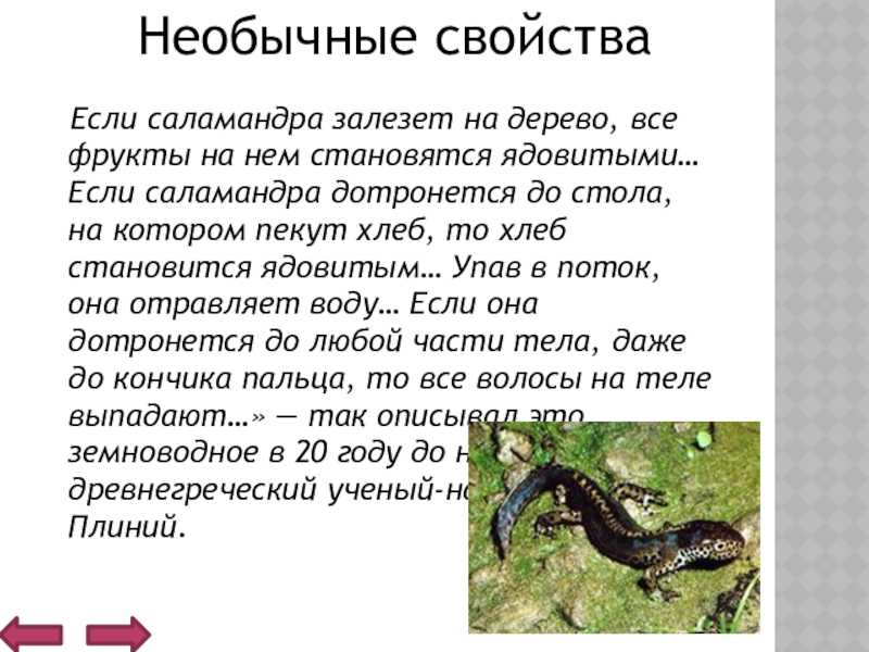 Чёрная саламандра