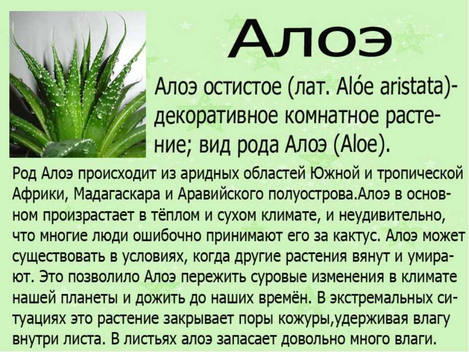 Сонник: к чему снится алоэ - полное толкование снов - астро-кот.ру