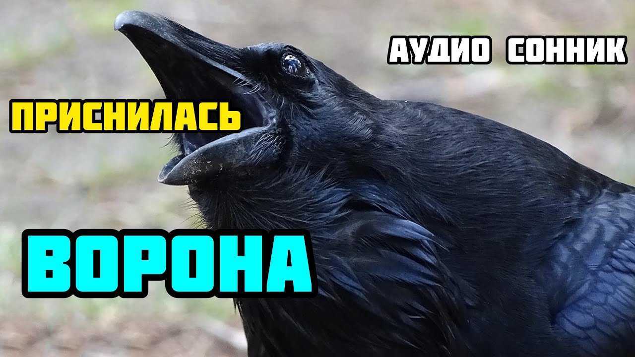 Как трактовать сон о черной вороне — 41 значение