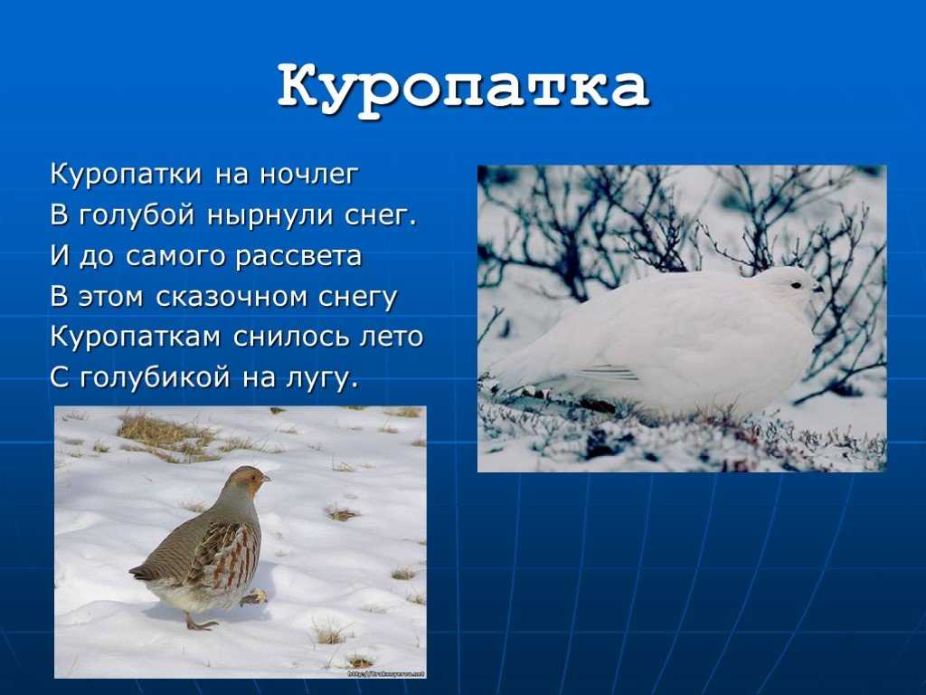 К чему снится куропатка