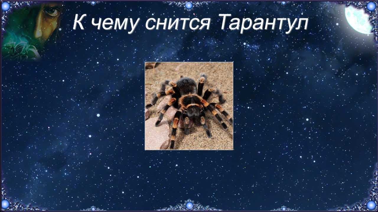 К чему снится тарантул? нападение, укус тарантула