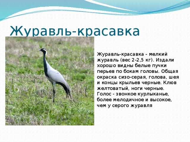К чему снятся журавли: толкование и значение сна