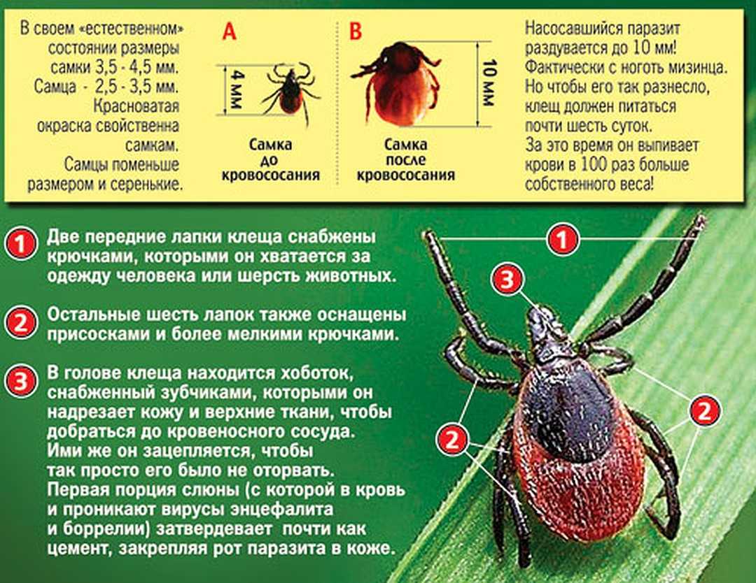 К чему снятся клещи: укус клеща, доставать клеща, искать клеща? основные толкования разных сонников — к чему снятся клещи