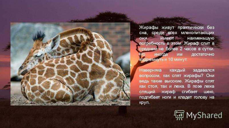 Жираф бежит