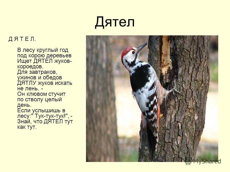 Сон: дятел