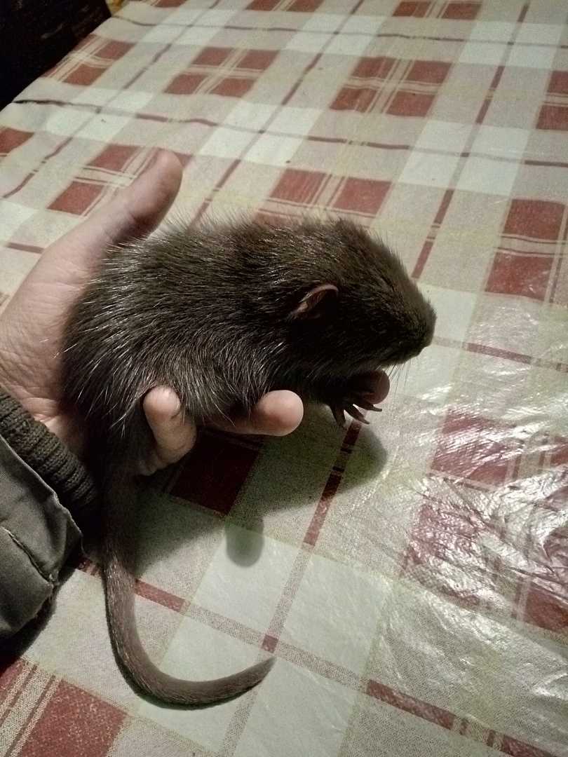 Сон: нутрия