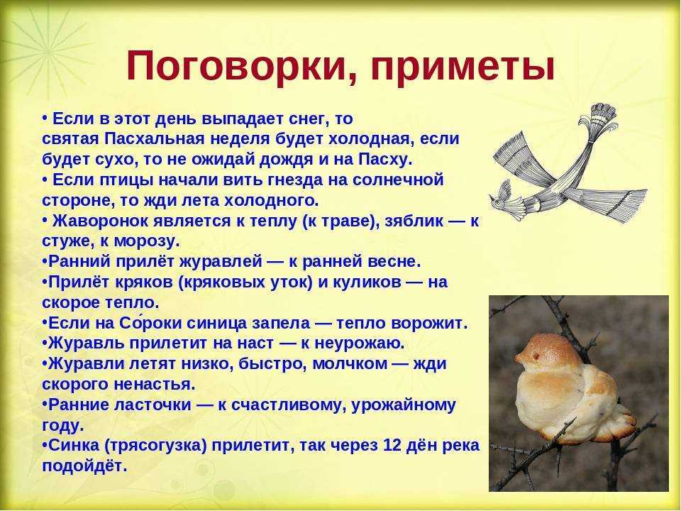 Сонник ласточка, к чему снится ласточка, во сне ласточка