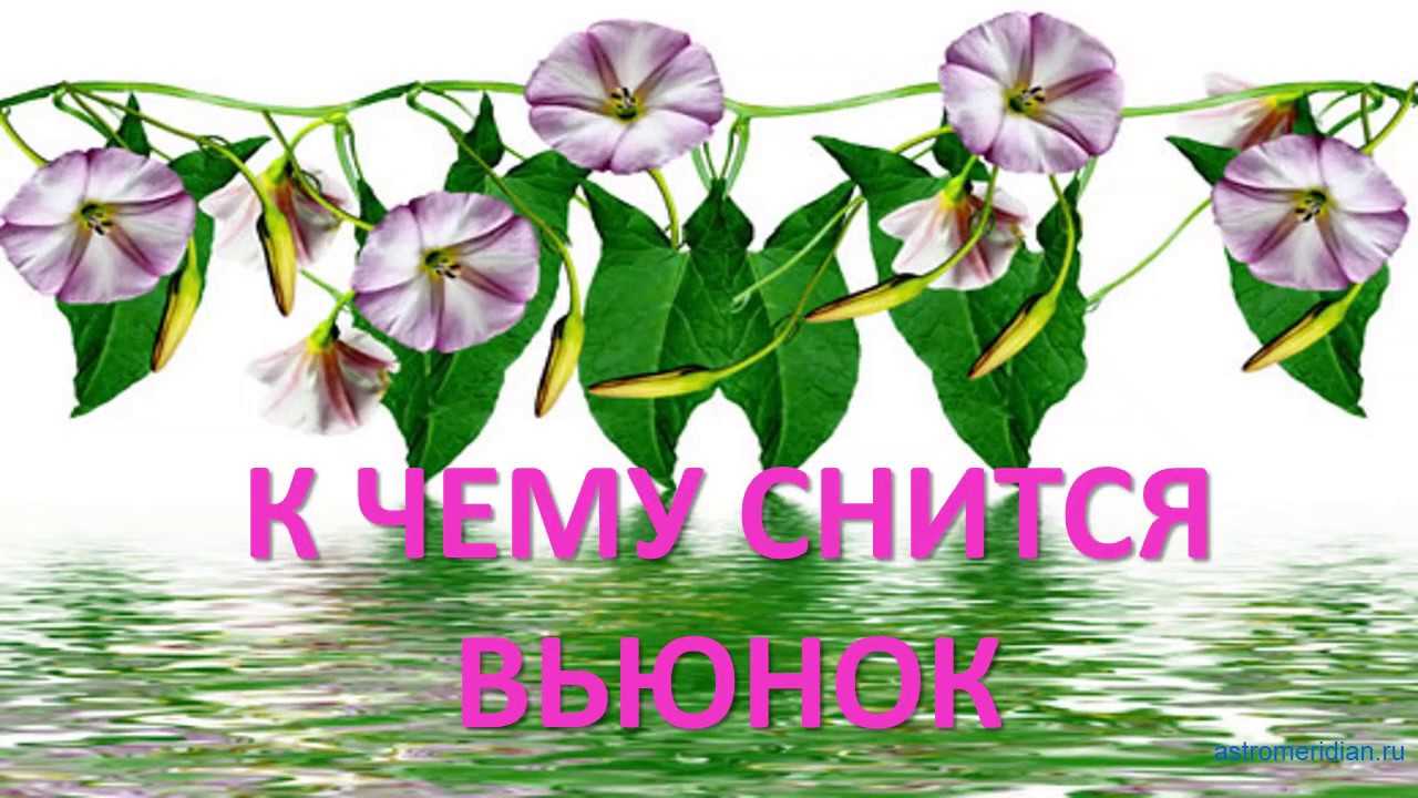 Сонник вьюнок растение. к чему снится вьюнок растение видеть во сне - сонник дома солнца