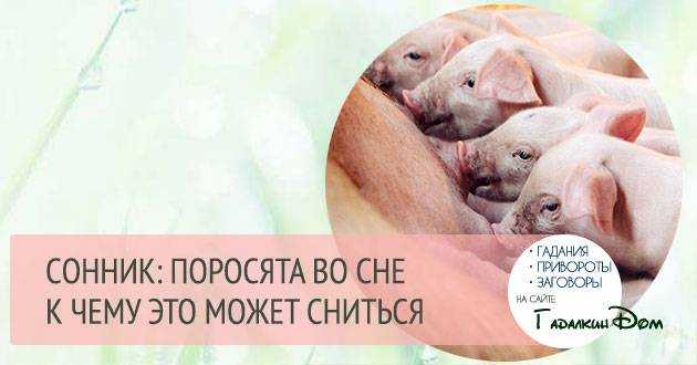 К чему снится свинья (живая, неживая): женщине, мужчине – толкование