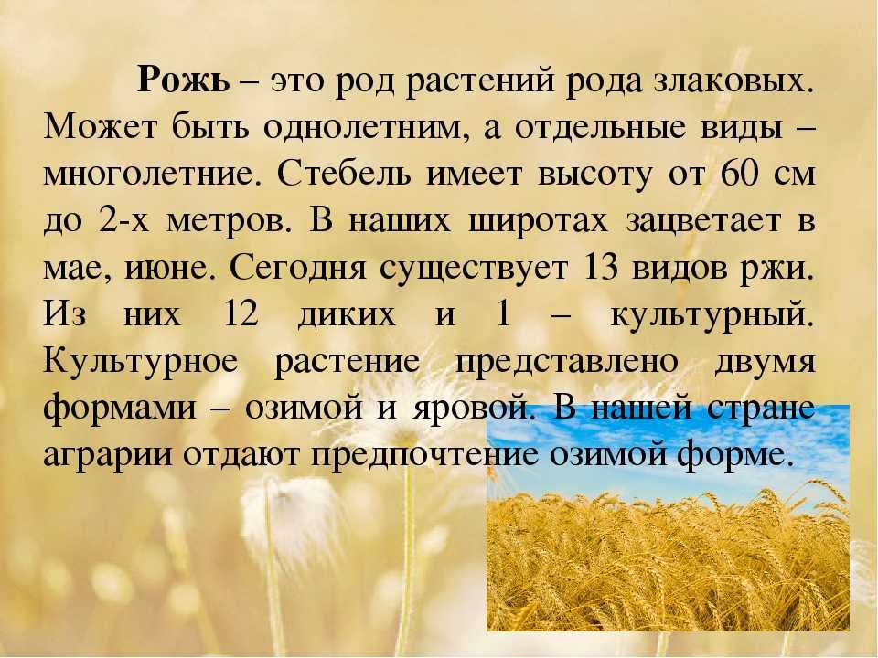 К чему снится рожь: толкование в различных сонниках